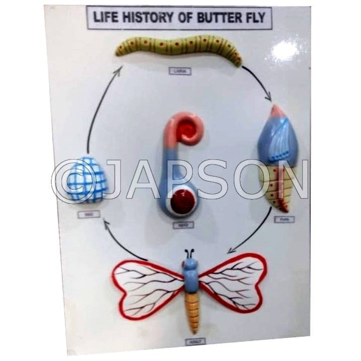 Model, Life History of Butterfly Model, Life History of Butterfly